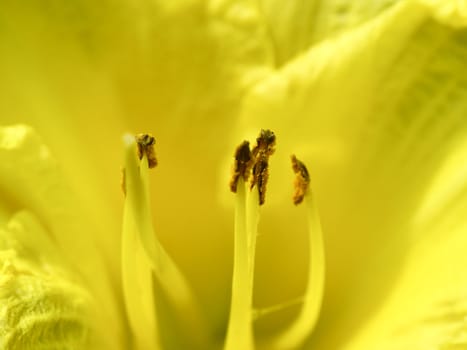Closeup of the pollen of a yellow flower