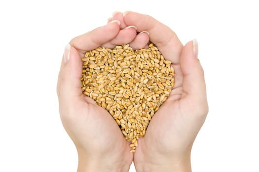 Hands full of raw wheat. Isolated on a white background.