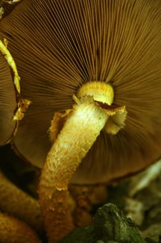 The bottom part of a wood mushroom on a bark of a tree 2