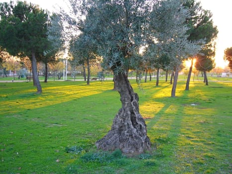 Olive grove in park "Juan Carlos 1" in Madrid.