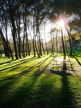 Sunset in  pine wood of old park of Madrid "Casa de Campo" (Spain).