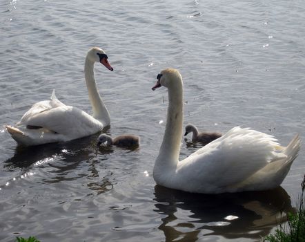 Family of swans in a pond near Odessa