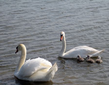 Family of swans in a pond near Odessa