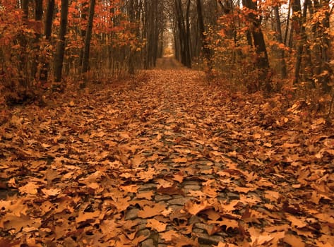 autumn picture of fallen leaves on a path across the wood