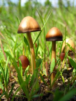  Forest mushroom in an environment of a green grass 5