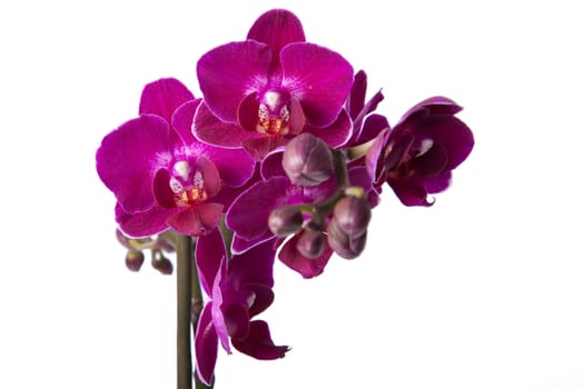 Violet orchid from phalaenopsis species isolated on white background