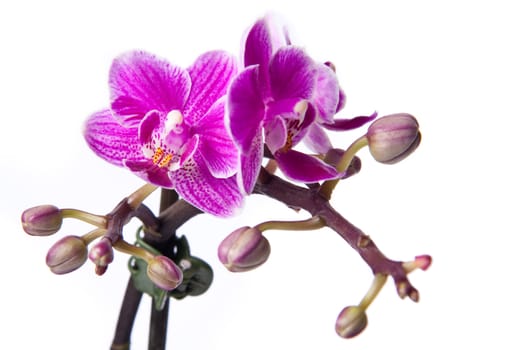 Phalaenopsis blossoms isolated on white background