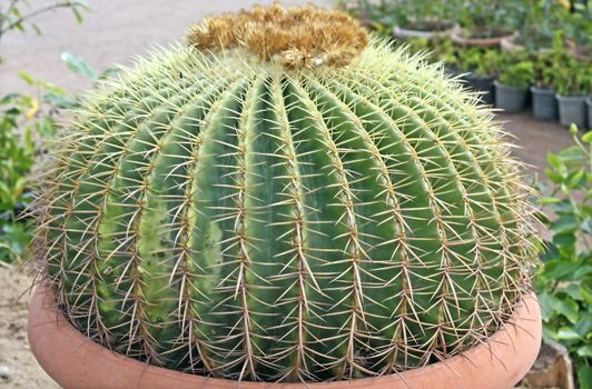 Closeup of a golden Barrel Cactus with buds.