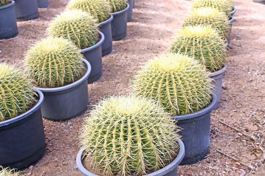It is a lot of the cactuses, planted in pots, stand on the earth.