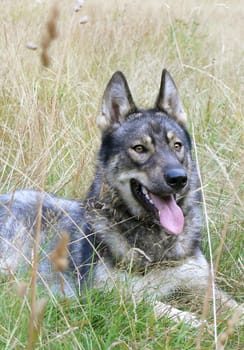 dog in the grass portrait