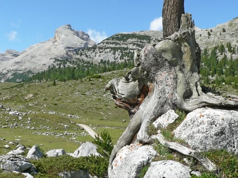 tree roots in mountai lanscape