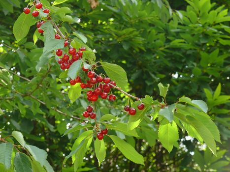 cherries on the tree