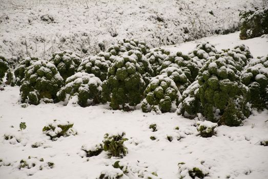 kale in the snow