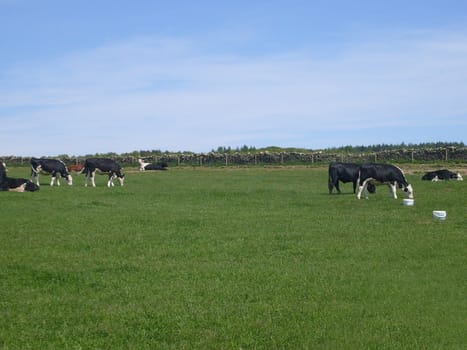 Cows  grazing in field in agricultural landscape, North Yorkshire National Park, England.