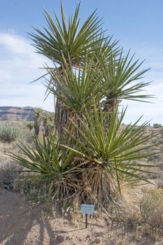 The Mojave National Preserve is located in the Mojave Desert in Southern California,