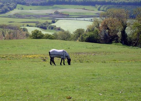 Horse standing in rural countryside landscape of North Yorkshire Moors National Park, England.