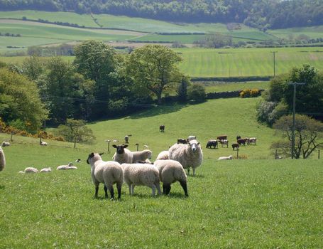 Sheep grazing in rural countryside landscape of North Yorkshire Moors National Park, England.