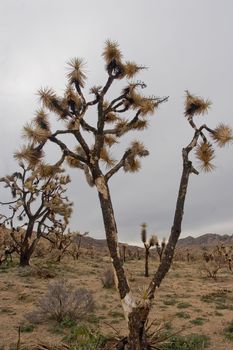 The Mojave National Preserve is located in the Mojave Desert in Southern California,