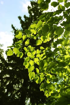 Green leaves are convenient for using as a background