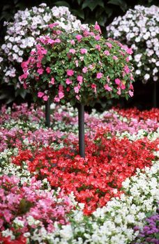 Valentine heart shaped flowers in a garden.