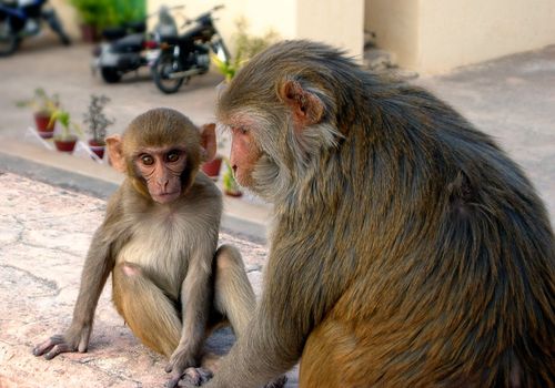 Macaca Mulatta Mother and Baby Sitting in the Street of Jaipur