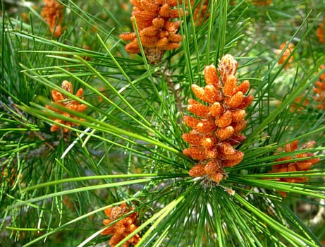 Flowering Pine Tree