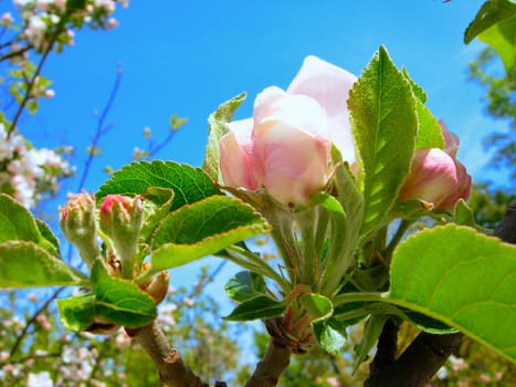 Blossoming Apple Tree in front of Blue Sky in Rays of Sun