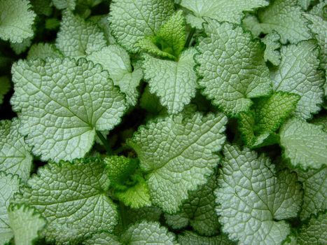 Coleus Green Leaf Background