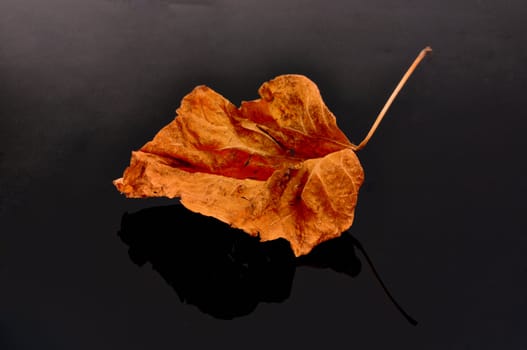 
dry autumn leaves with a lime tree on  a black background
