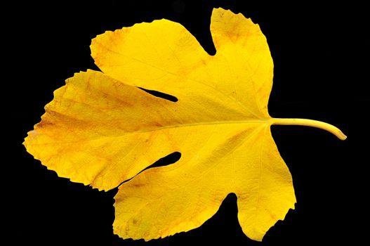
Yellow autumn fig leaf on a black background 