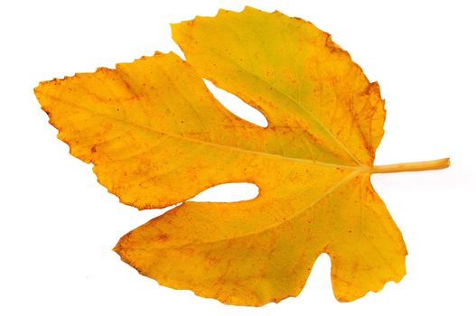 
Yellow autumn fig leaf on a white background black