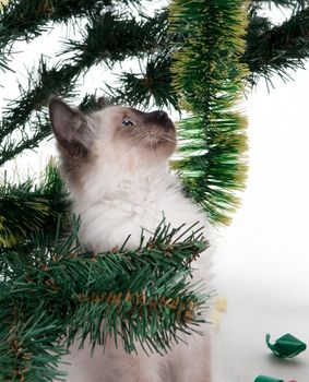 Kitten under Christmas tree