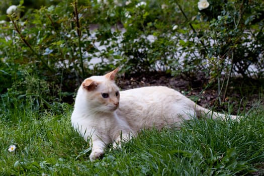 tabby cat lyiing in grass
