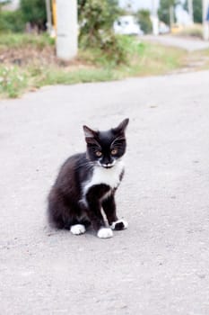 black and white kitten sitting on road
