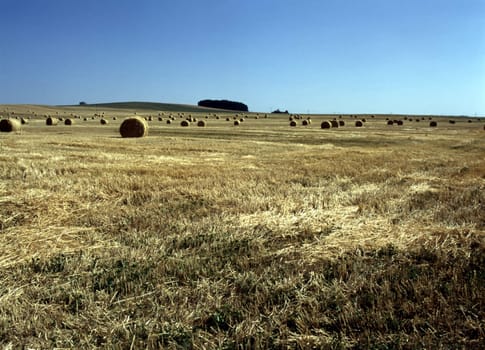 Straw bales after harvest