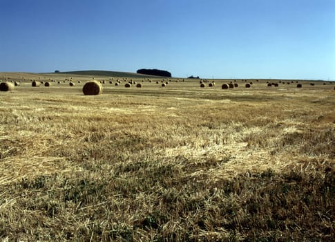 Straw bales after harvest