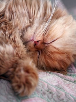 The Persian cat cosy sleeps on a bed