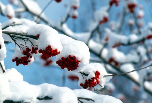 Snow covered red berries