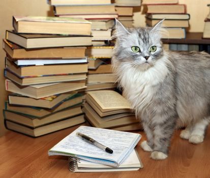 Heap of books and a grey cat