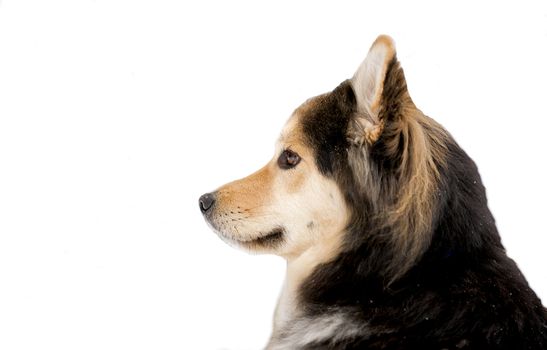 Siberian Husky mix alert and waiting to be harnessed to a sled.