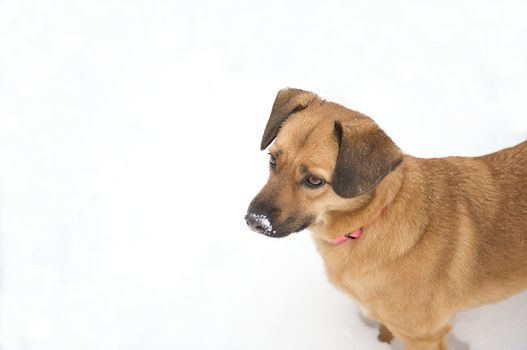 Cute dog standing with snow on her nose after an afternoon of frolicking.