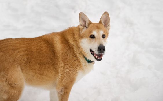 Siberian Husky mix alert and panting while standing in the snow