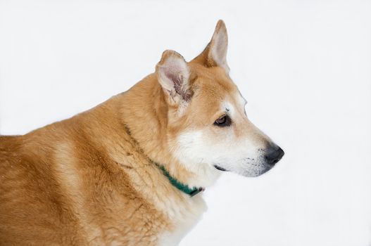 Siberian Husky mix alert and waiting to be harnessed to a sled.