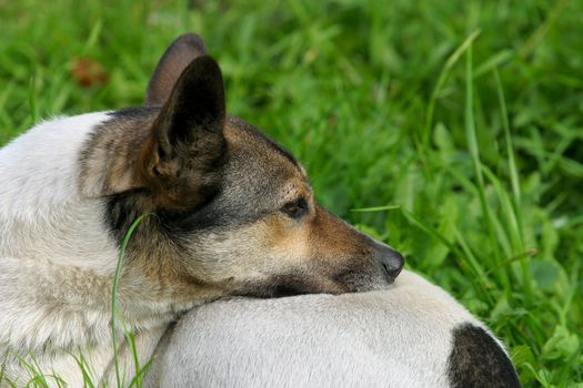 The image of a stray dog laying on a grass