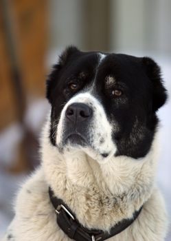 Portrait of a dog