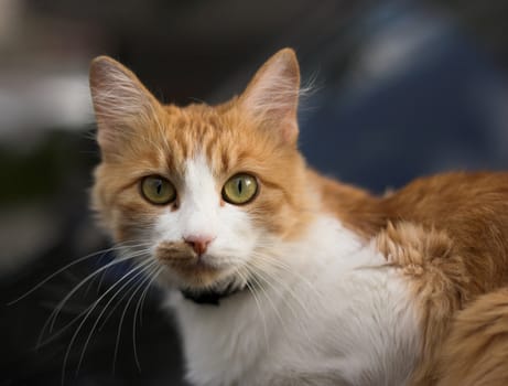 red-haired cat close up