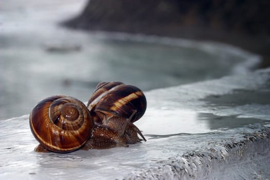 Snails on a wall