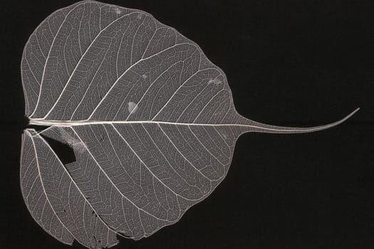 leaf