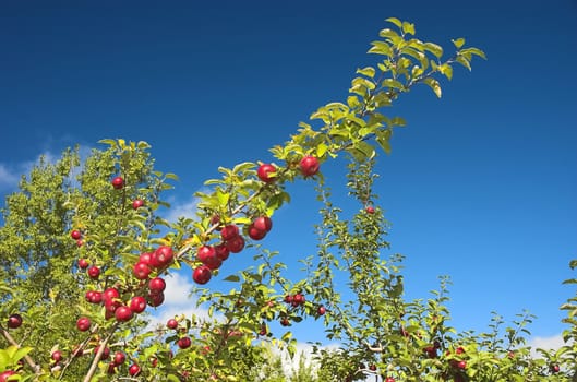 Bright red and ripe apples on a branch against a deep blue sky.