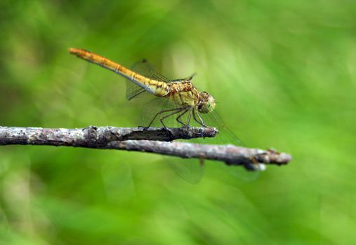 Close-up of dragonfly